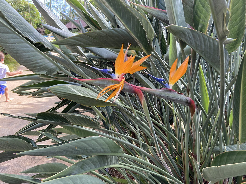 ハワイの綺麗な画像 ハワイの花 もっともっとハワイ もっとハワイを楽しもう